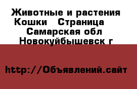 Животные и растения Кошки - Страница 3 . Самарская обл.,Новокуйбышевск г.